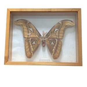 Vintage Atlas Moth Taxidermy Butterfly Yellow Large Wooden Frame Witchy Goth vtg